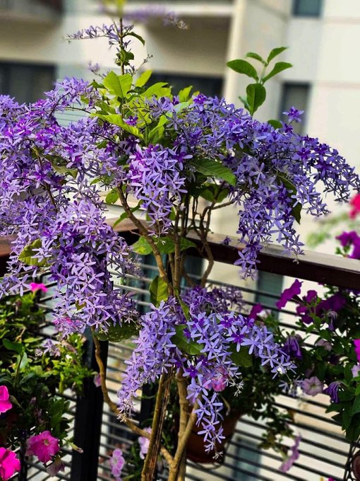 A lush cluster of purple star-shaped flowers blooms in a pot on a balcony, surrounded by green leaves with a building visible in the background.