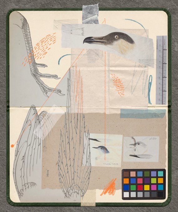 A sketchbook page serves as a collage of bird studies, featuring a photographic bird head, pencil drawings of claws and feathers, a ruler, and a color calibration chart taped to the paper.