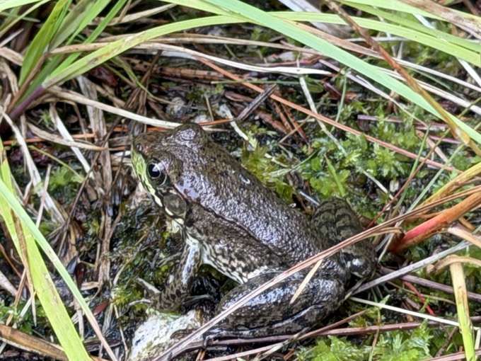 A close-up nature photograph of a brown frog sitting among green moss, grass blades, and pine needles on the forest floor.