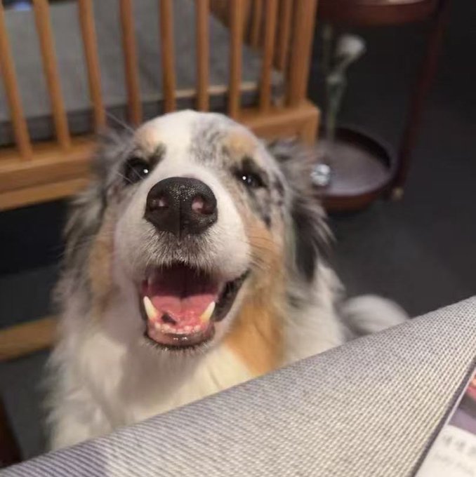A close-up photo of an Australian Shepherd dog with a happy, open-mouthed expression sitting indoors near a wooden chair.
