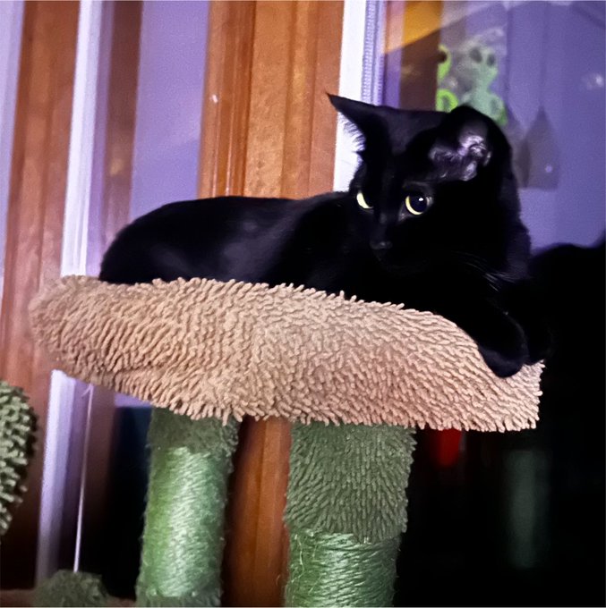 A black cat with bright yellow eyes rests on a beige fleece-covered platform of a green cat tree.