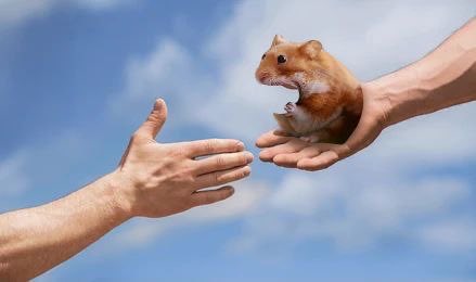 Two hands reach toward each other against a blue cloudy sky, one holding a small golden hamster.