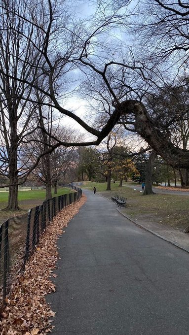 A paved path winds through a park lined with bare trees and a black fence, scattered with fallen brown leaves.
