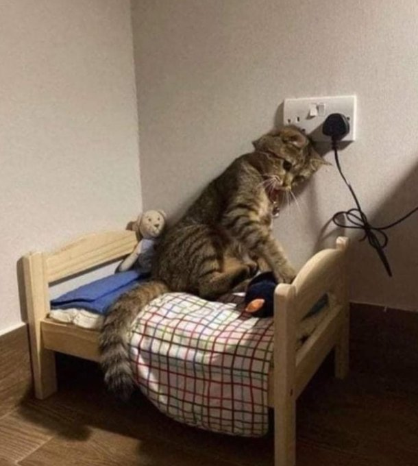 A photograph of a large tabby cat sitting on a miniature wooden bed with a plaid blanket and a small teddy bear, appearing to scratch or rub against a wall outlet.