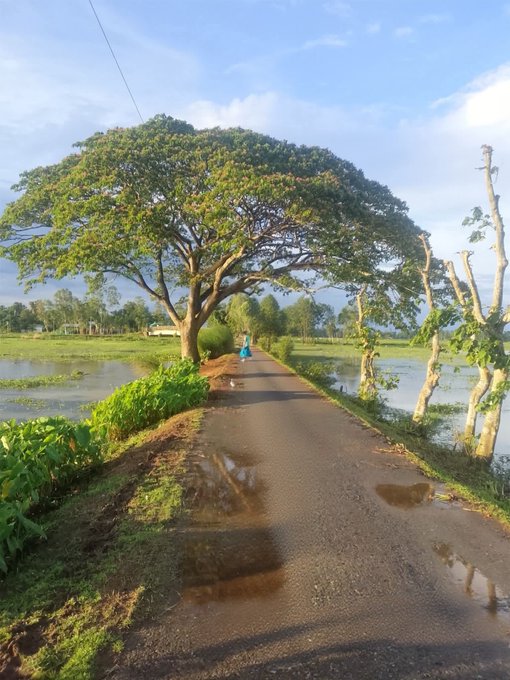 A scenic pathway runs between flooded rice paddies, shaded by a large, sprawling tree under a partly cloudy blue sky, with a person in a teal sari visible in the distance.