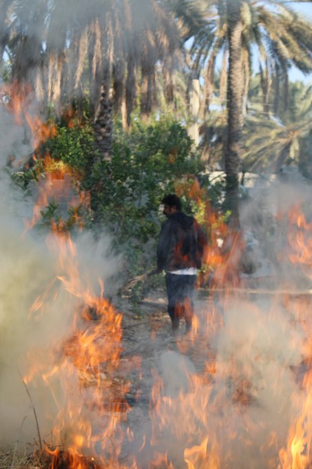 A person in a dark jacket and pants stands with their back turned, looking out over flames and smoke rising in a grove of palm trees.