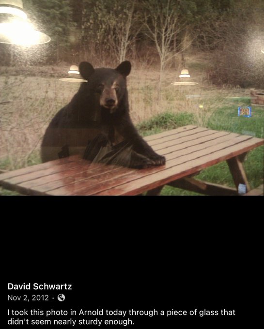 A photo shared by David Schwartz on Nov 2, 2012, showing a black bear leaning on a picnic table, taken through a window in Arnold.