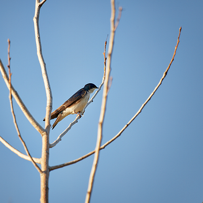 A small bird with dark upperparts and a white belly perched on a thin, bare tree branch against a clear blue sky.