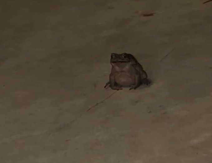A toad sits motionless on cracked, muddy ground in dim, hazy lighting.
