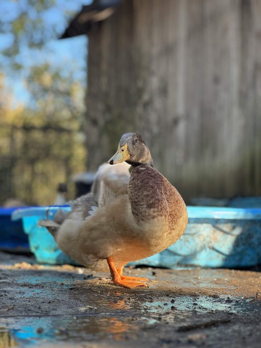 Photograph of a brown and tan duck standing on wet ground in front of a blue plastic kiddie pool, with a wooden structure and another duck blurred in the background.