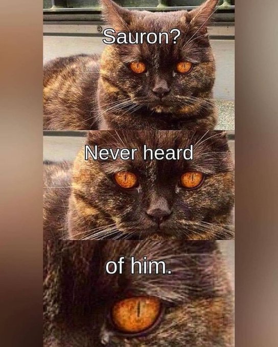 A three-panel meme featuring a tortoiseshell cat with striking orange eyes, with text reading 'Sauron?' / 'Never heard' / 'of him.'
