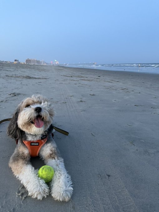 A small fluffy dog wearing an orange harness with 'VOYAGER' text lies on a sandy beach with a tennis ball between its paws, with the ocean and pier visible in the background at dusk.