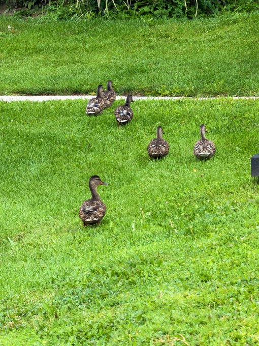 Five brown ducks walking in a line across a green grassy lawn.