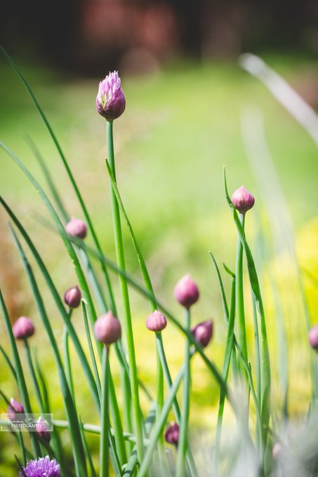 A close-up photograph of pink chive blossoms on tall green stems in a garden setting, with a watermark reading "LANDEN M. WILSON PHOTOGRAPHY".