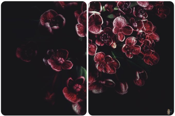 A side-by-side diptych showcases dark red blossoms emerging from deep shadows, with the right panel illuminated more vividly than the dimmer left, evoking the journey from darkness into radiant beauty. The post's theme of "transcendence" mirrors this visual transition, while the caption references the piece as a 1/1 NFT artwork priced at $75 XTZ (~$16).