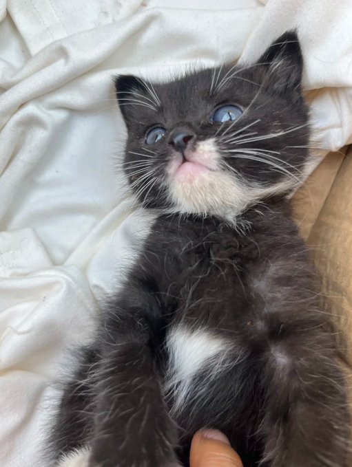 A small black and white kitten with bright blue eyes lying on its back on a white sheet, with a person's finger gently touching its belly.