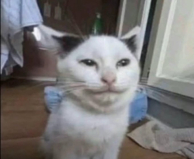 A grainy close-up photograph of a white cat with a somewhat unusual facial expression, wearing a small blue garment, sitting indoors.