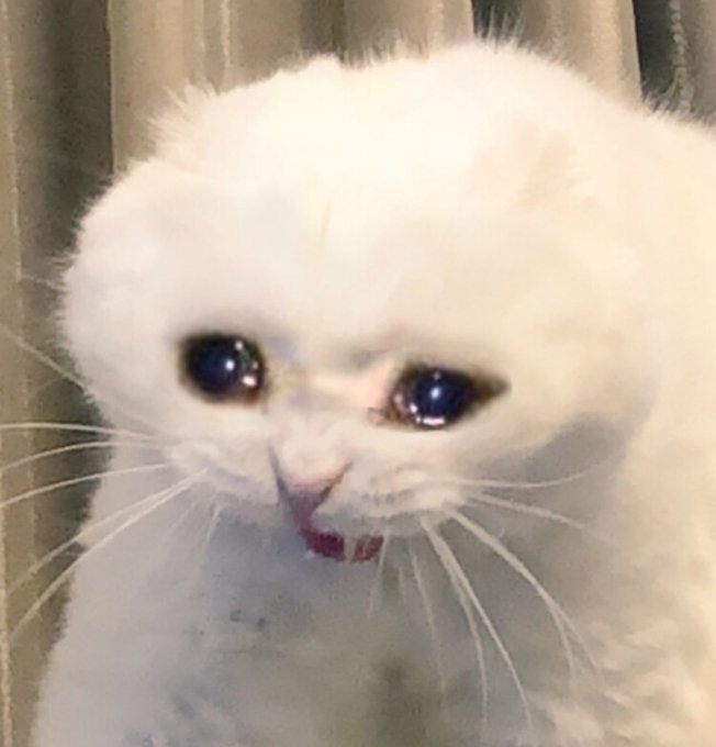 A close-up photo of a fluffy white cat with large, watery eyes and a slightly open mouth, appearing to be crying or on the verge of tears, perfectly capturing the disappointed and frustrated mood of the post about NFT whitelist (WL) winners who received coveted mint spots but failed to mint, leaving thousands of hopeful participants empty-handed.