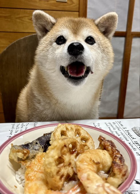 A smiling Shiba Inu sits eagerly behind a bowl of tendon (tempura rice bowl) featuring fried shrimp, vegetables, and egg over rice, perfectly matching the caption's "tendon tempura bowl today" hashtag as the dog appears ready to enjoy the Japanese meal.