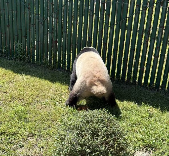 Photograph of a panda bent over grazing on grass in front of a green bamboo-style fence.