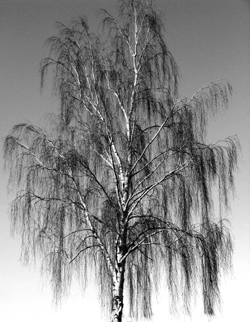 A solitary, leafless birch tree with cascading branches hangs against a bright sky, embodying a serene, clear morning. The minimalist composition echoes the post's theme of "clearness," offering a tranquil start to the day for art and nature enthusiasts.