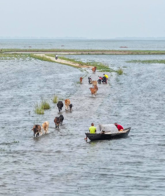 The image shows a group of cows walking across a body of water, with some people riding motorboats nearby. The scene takes place near a river or lake, possibly in India, as indicated by the caption "GM GN EveryONE Crypto' s biggest problem isn't technology it's usability". The post highlights the limitations of crypto and its lack of practicality when it comes to everyday tasks like purchasing goods or services. The image emphasizes the importance of real-world applications for digital assets rather than just focusing on their potential value in the cryptocurrency market.