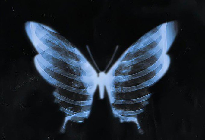 An artistic x-ray or skeletal-style image of a butterfly with translucent blue wings showing its ribbed structure against a black background.
