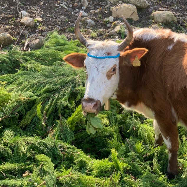 A brown-and-white cow with curved horns, a blue headband, an ear tag, and a bell eats leafy branches beside a rocky outdoor area.