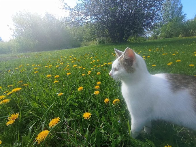 A white and gray cat stands in a field of grass and yellow dandelions with trees in the background on a sunny day.