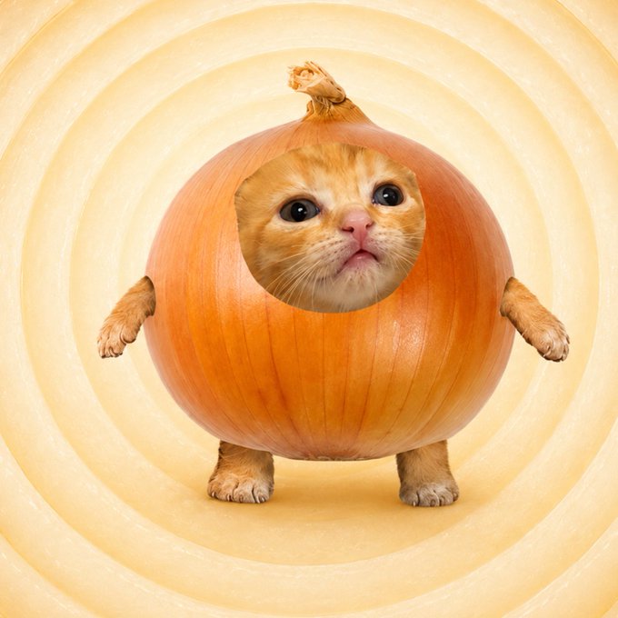 A creative photo manipulation shows an orange tabby kitten with its head and paws poking out from inside a hollowed-out onion, set against a concentric circular yellow background.