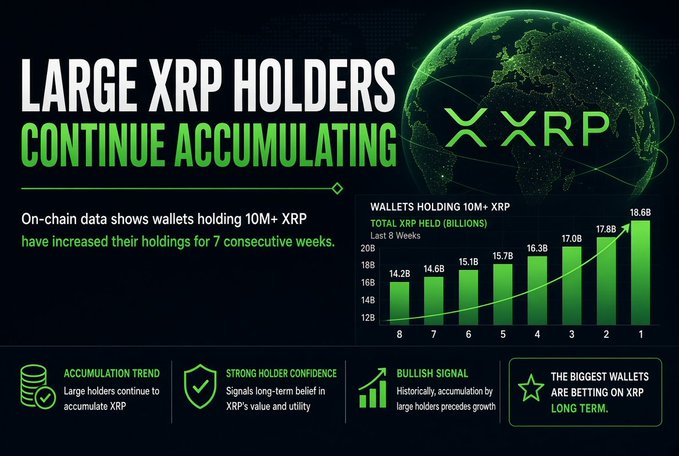 Infographic titled 'LARGE XRP HOLDERS CONTINUE ACCUMULATING' featuring an XRP logo, a green globe, and a bar chart showing wallet holdings increasing from 14.2B to 19.6B over 8 weeks, with sections highlighting accumulation trend, strong holder confidence, bullish signal, and long-term betting.