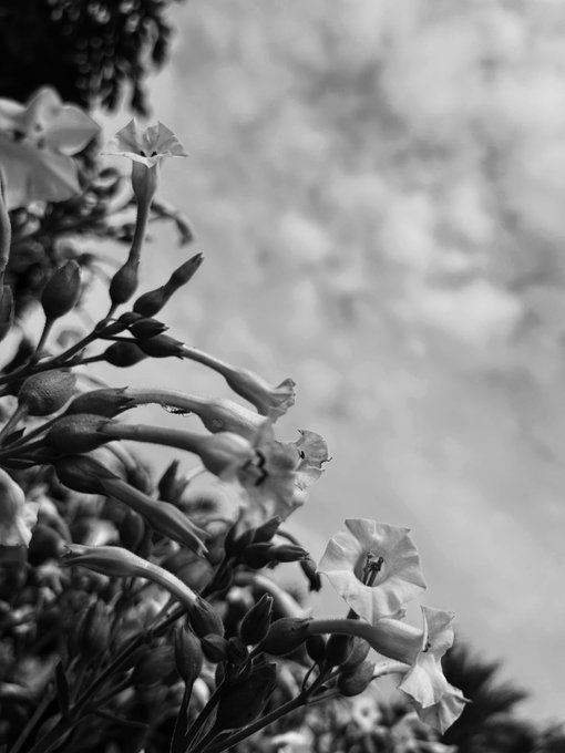 A black and white photograph of delicate flowers in bloom against a bright, cloudy sky.