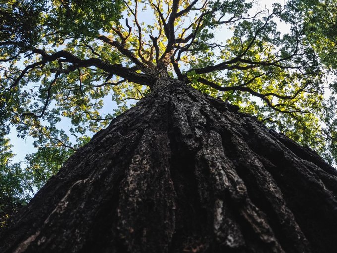 A dramatic upward-angle photograph of a large tree trunk with its textured dark brown bark extending toward a leafy green canopy against a bright sky.