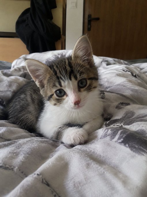 An adorable tabby and white kitten with large eyes resting on a soft gray and white blanket on a bed, with a door and clothes visible in the background.