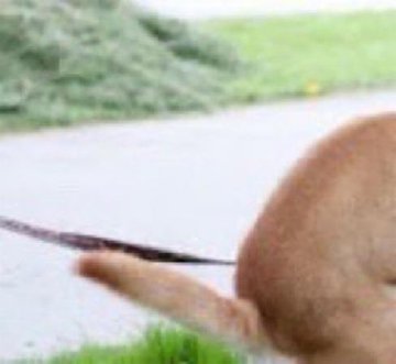 The image features a brown dog with its tail hanging down, walking along a path near some grass. A person's photo of the dog can be seen at the bottom right corner of the image. The caption "What do you think about the new Kaito card?" is written in white text above the dog's head and below the dog's tail.