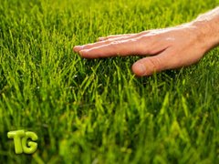 A close-up shows a hand gently touching vibrant green grass with a green 'TG' logo in the bottom left corner.