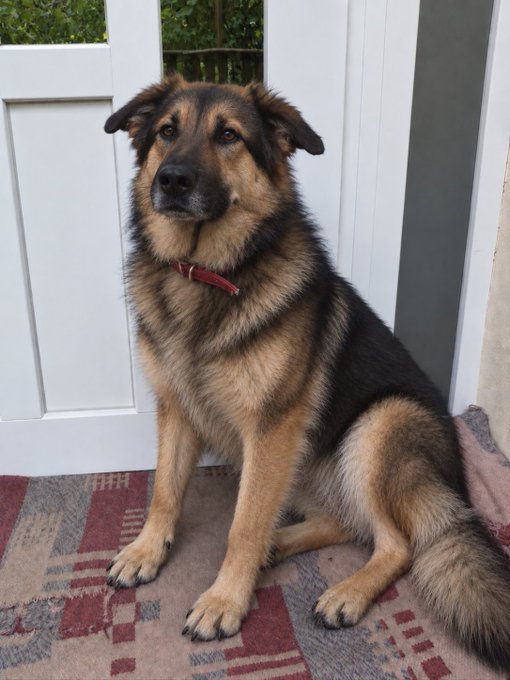 A medium-sized dog with a brown and black coat sits attentively on a patterned rug in front of a white door, wearing a red collar.