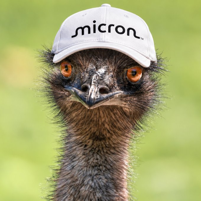 A close-up photograph of an emu with bright orange eyes wearing a white baseball cap featuring the 'micron' logo.