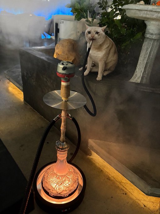 A cat sits on a ledge next to a glowing hookah with smoke filling the air.