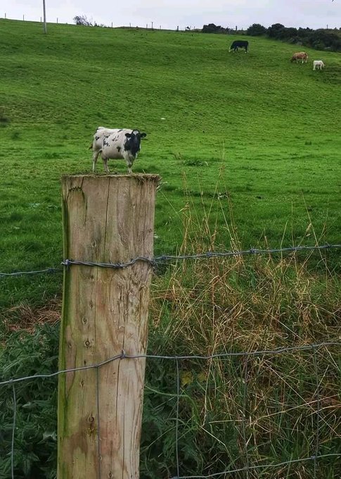 The image features a wooden fence with a small cow standing on top of it, surrounded by a wire mesh fence. The cow appears to be grazing or resting near the fence. In the background, there are several cows scattered across a grassy field, indicating that this is likely an outdoor setting where they can graze and roam freely.