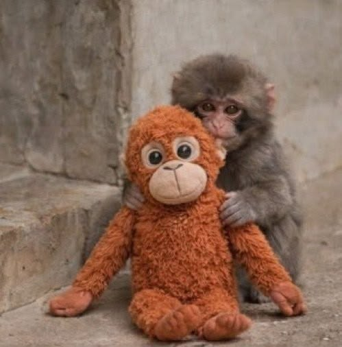 A young monkey clings to and embraces an orange stuffed orangutan toy against a stone wall. The image's tender scene of protective companionship visually echoes the post's message about supporting $punch and @Punch_on_sol toward a new all-time high, symbolizing loyalty and care for the project.
