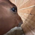 A close-up of a deer with its tongue slightly sticking out, appearing to lick or press against a wooden surface, humorously reflecting the meme's expression of disbelief at coins (likely cryptocurrency) only moving in tandem with weakness in equity markets.