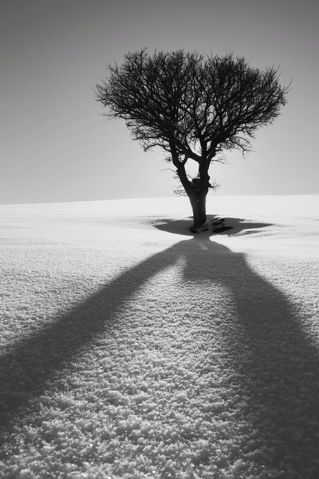 A stark black-and-white photograph of a solitary bare tree standing on a snowy hill, casting a long dramatic shadow toward the viewer.