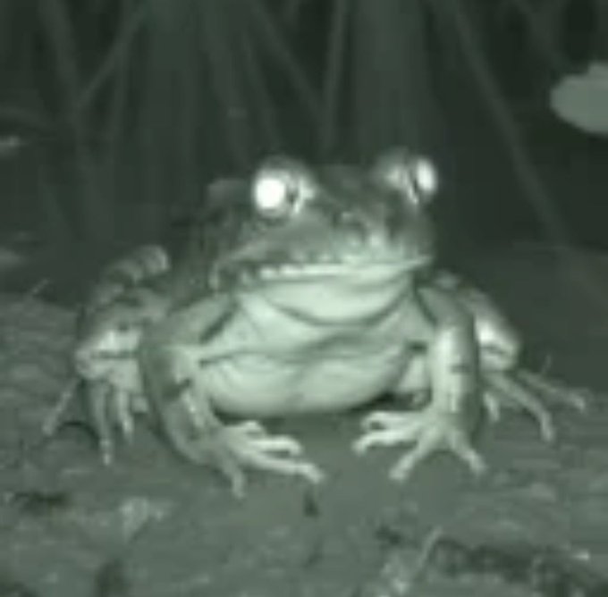 A grainy black-and-white night-vision photo of a frog or toad sitting on the ground, looking directly at the camera with bright reflective eyes.