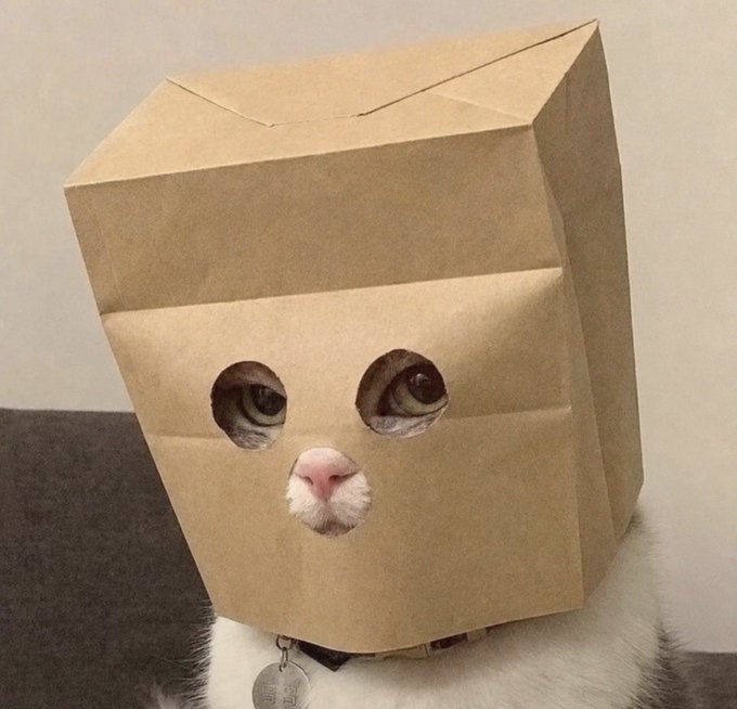 A white cat wears a brown paper bag over its head with eye and nose holes cut out, wearing a collar with a tag.