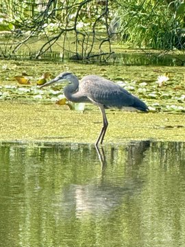 A great blue heron stands poised at the water's edge, its reflection mirrored perfectly on the still, algae-dappled surface—capturing a quiet moment where the ordinary rituals of nature reveal something deeper about presence and stillness. The image echoes the post's message that beauty and meaning aren't reserved for grand events, but are woven into the simplest, most overlooked scenes.