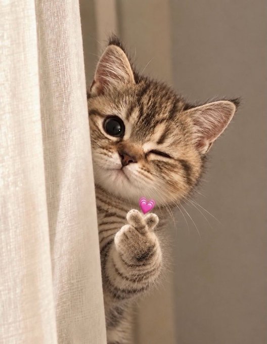 An adorable tabby kitten peeks out from behind a curtain, winking playfully while offering a small paw with a purple heart emoji above it.
