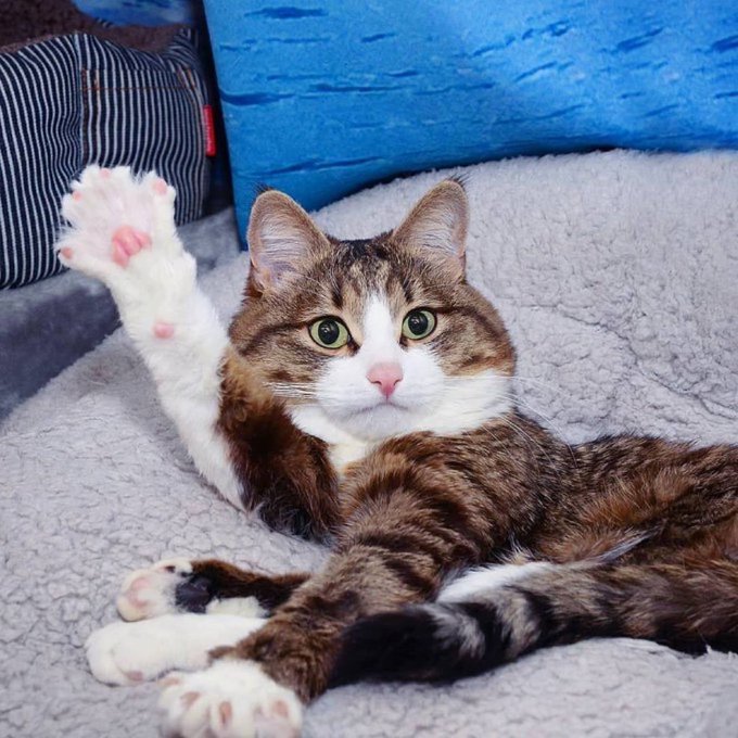 A brown and white tabby cat with striking green eyes lies on a fluffy gray blanket with its paw raised, set against a bright blue background.