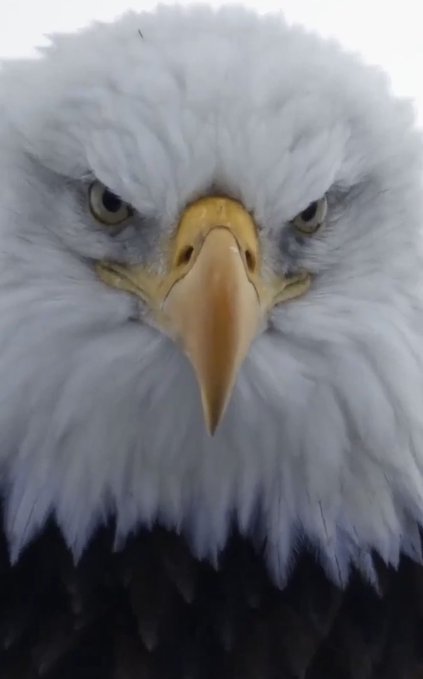 A close-up portrait of a fierce-looking bald eagle's face staring directly at the camera.