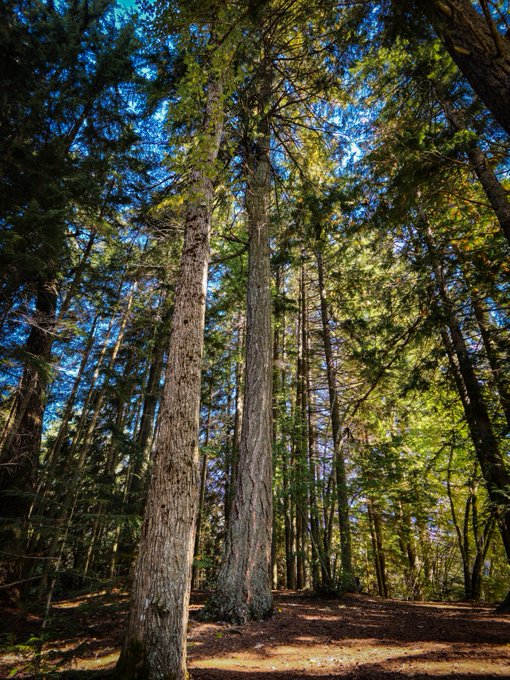 A tall forest of pine and deciduous trees photographed from a low angle, with sunlight filtering through the canopy onto the forest floor.